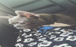 French Bulldog dogs for sale: Tiva (french bulldog) - Image 1