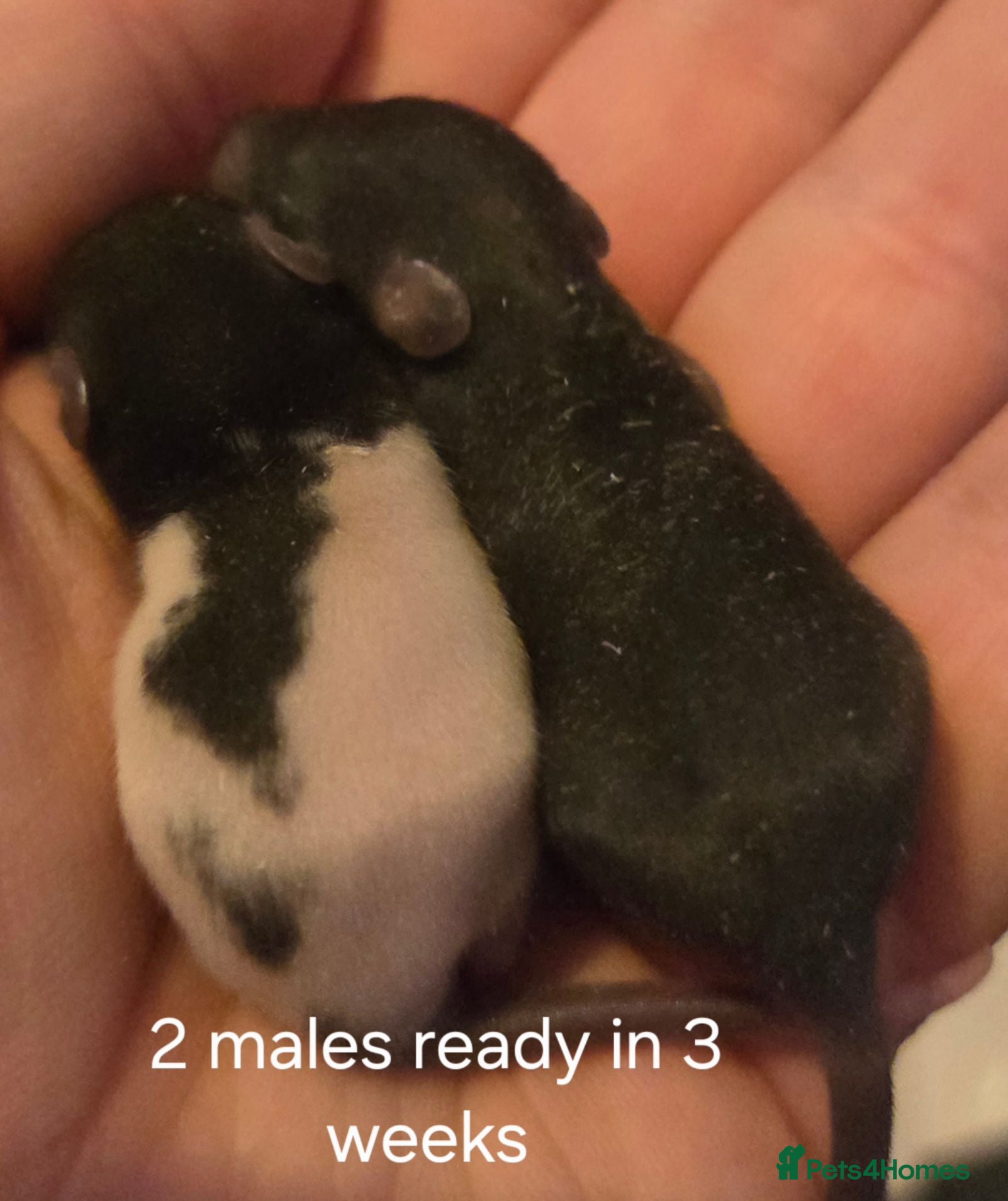 Rat rodents Baby rats dumbos, balds and fancy.  - Advert 3