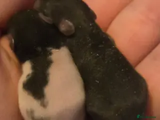Rat rodents Baby rats dumbos, balds and fancy. - Advert 3