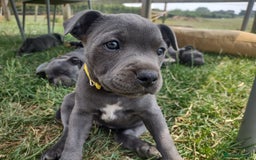 Staffordshire Bull Terrier dogs for sale: Chunky Staffy pups 💕 2 girls left, Ready to leave - Image 33