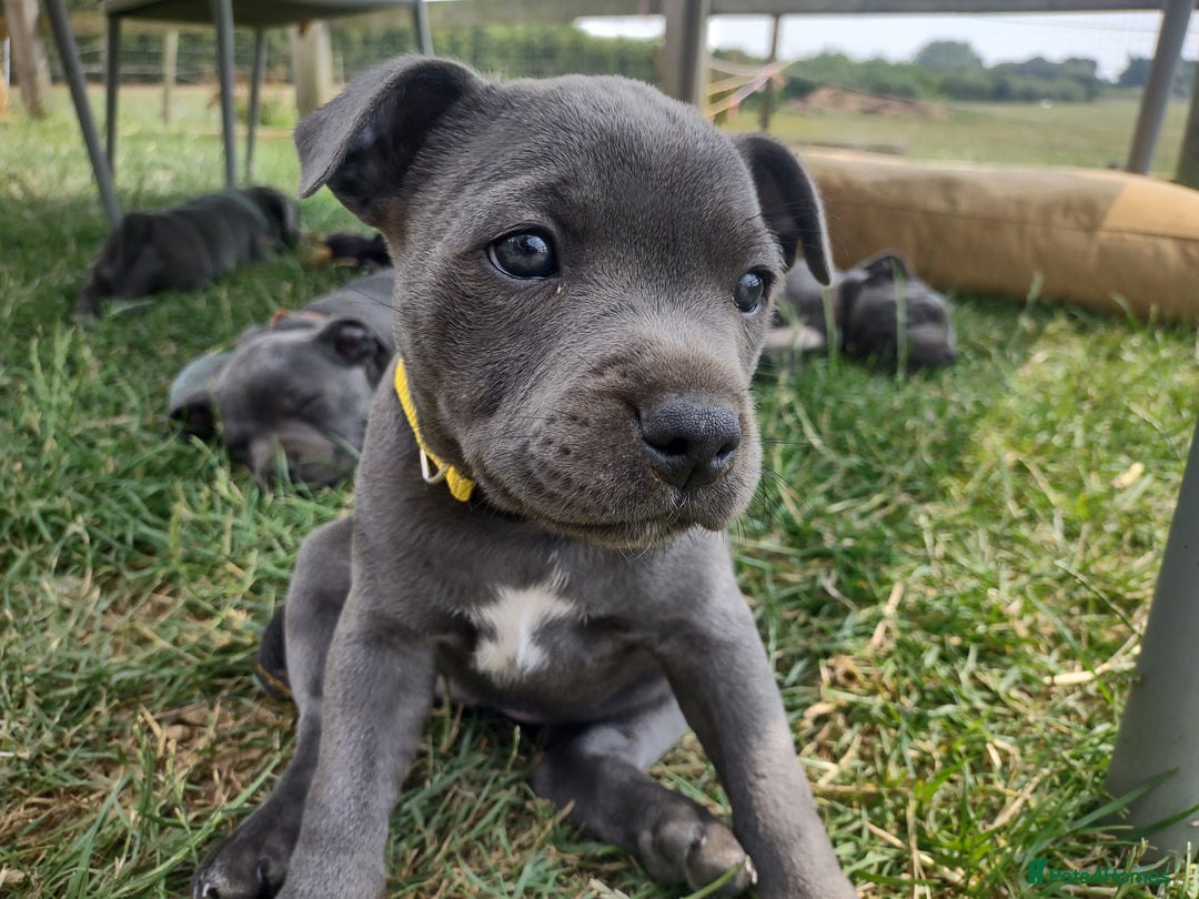 Staffordshire Bull Terrier dogs for sale: Chunky Staffy pups 💕 2 girls left, Ready to leave - Image 33