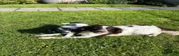 Sproodle dogs for sale: Ready to leave stunning sproodles - Advert 6