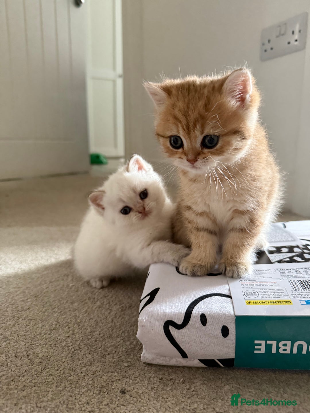 British Shorthair cats for sale: SOLD Sired by Champion FIFE dad -  Golden BSH - Image 17
