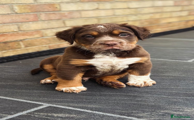 Olde English Bulldogge dogs READY NOW ✨ FLUFFY OLDE ENGLISH BULLDOGS  - Advert 4