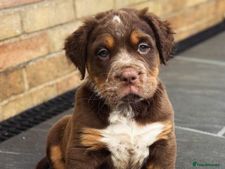 Olde English Bulldogge dogs ⭐️ REDUCED ⭐️ READY NOW ⭐️ - Advert 3