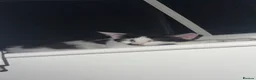 Mixed Breed cats for sale: Two beautiful black and white kittens  - Advert 3