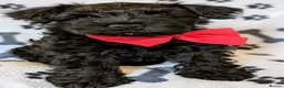 Miniature Schnauzer dogs for sale: We are expecting! Black Mini Schnauzer Pups! - Advert 8