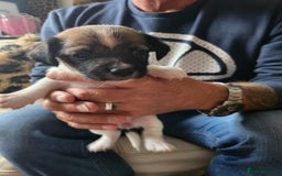 Jack Russell dogs for sale: 4 Beautiful Jack Russell puppies for sale - Image 3