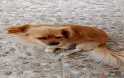 Mixed Breed dogs for adoption: Toby, superb little boy - for a Loving Home - Image 2