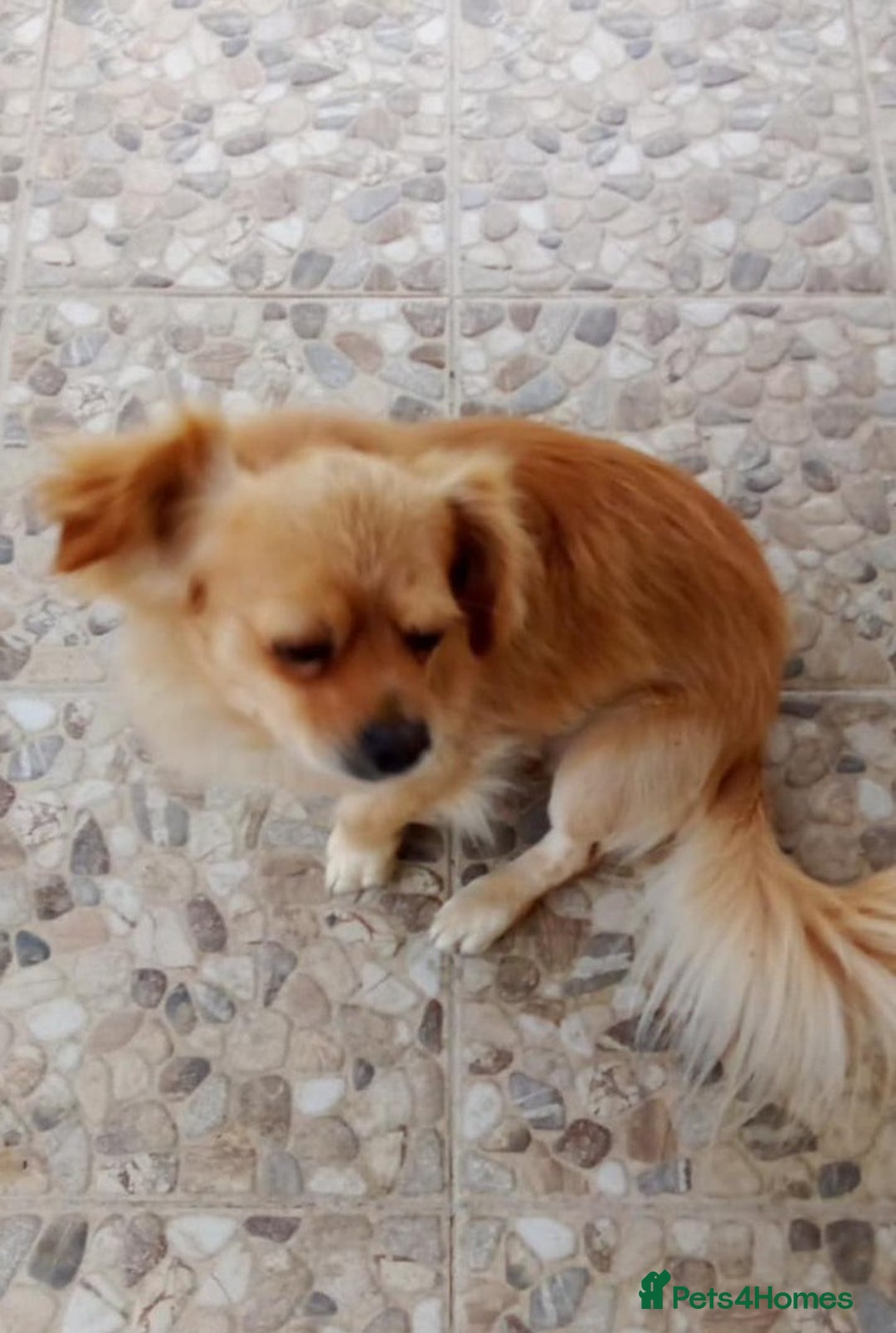 Mixed Breed dogs for adoption: Toby, superb little boy - for a Loving Home - Image 2
