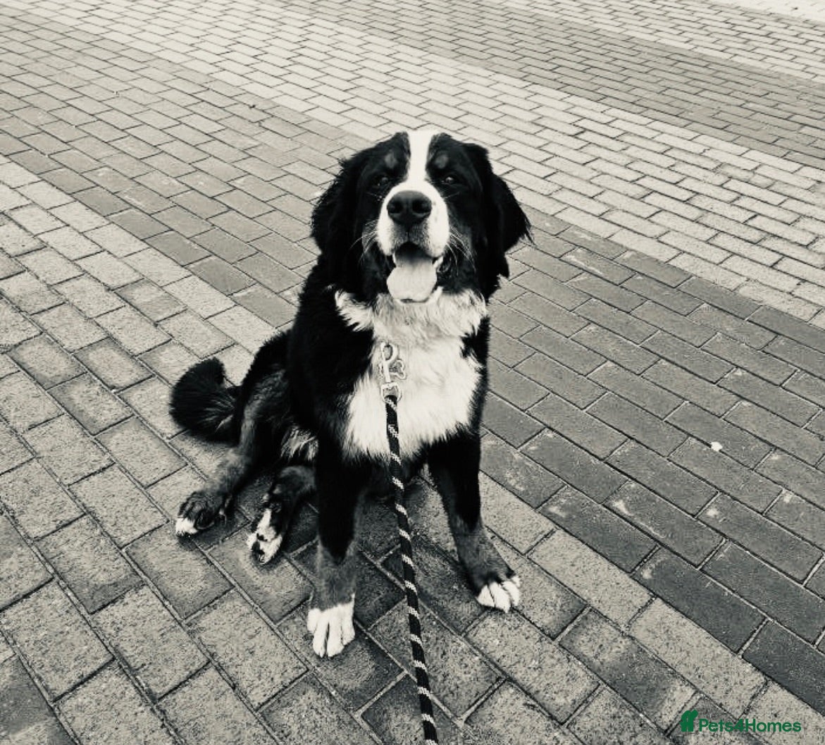 Bernese Mountain Dog dogs KC Registered Bernese Mountain Dog   - Advert 4
