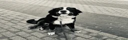 Bernese Mountain Dog dogs for sale: KC Registered Bernese Mountain Dog   - Advert 1