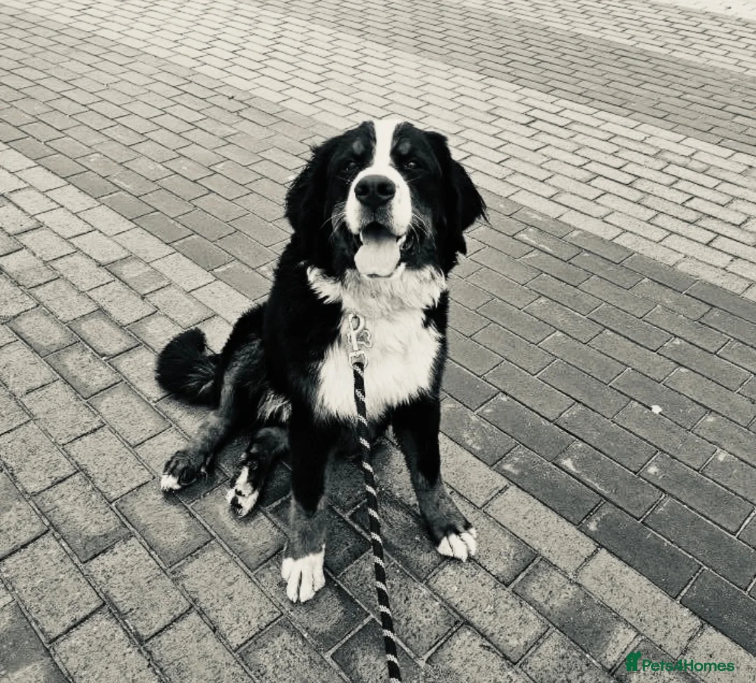 Bernese Mountain Dog dogs for sale: KC Registered Bernese Mountain Dog   - Advert 1