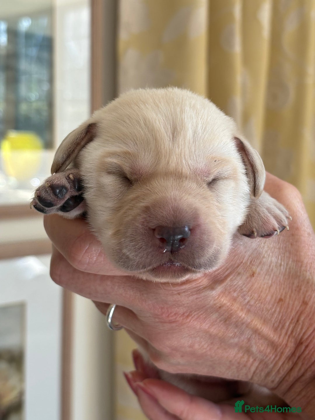 Labrador Retriever dogs for sale: Fabulous KC registered labradors - Image 10