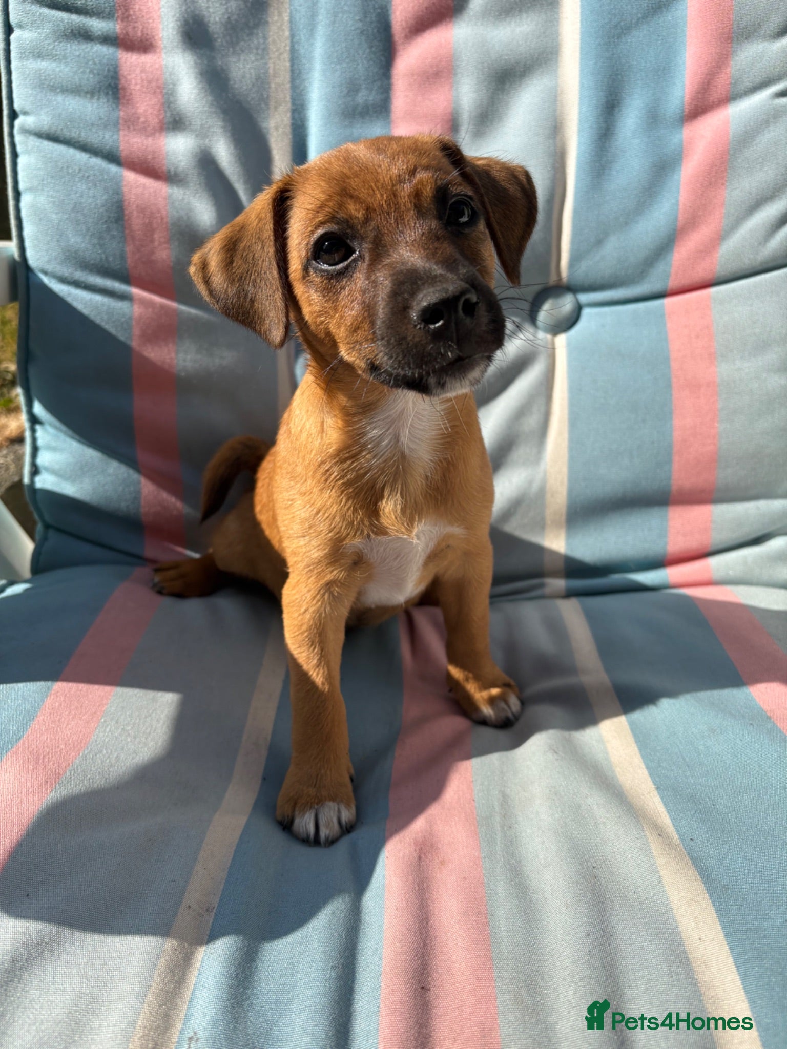 Jack Russell dogs Jack Russell Tan female, 9 weeks ready to go!  - Advert 1