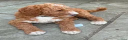 Mixed Breed dogs for sale: Red Australian labradoodle  in Caerphilly - Advert 7