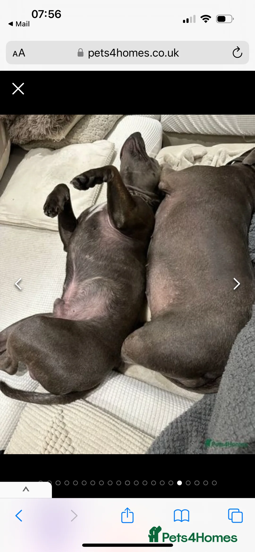 Staffordshire Bull Terrier dogs for stud: Stud offered- Blue Staffordshire Bull Terrier Stud in Wickford - Advert 19