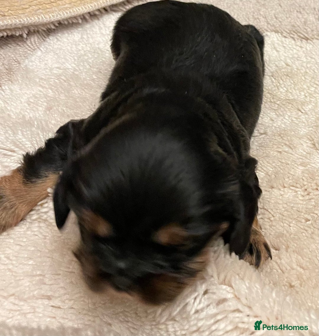 Cavalier King Charles Spaniel dogs for sale: Cavalier King Charles Puppy - Advert 3