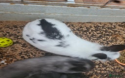 Mini Lop rabbits for sale: Rabbits - Image 6