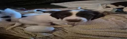 English Springer Spaniel dogs for sale: ​Working Springer Spaniel Bitches – Ready Soon!  - Advert 16
