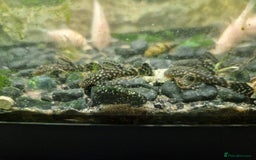 Plecos fish for sale: Common Bristlenose Plecos - Image 2