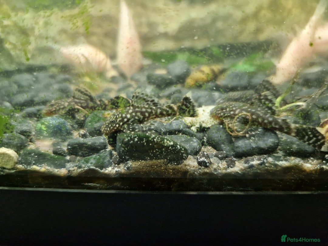 Plecos fish for sale: Common Bristlenose Plecos - Image 2