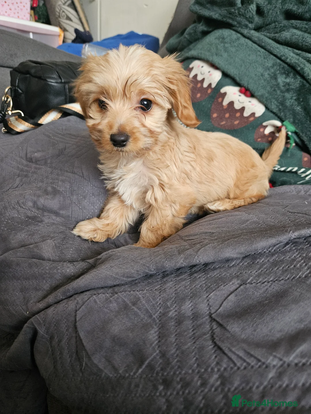 Mixed Breed dogs for sale: Dachshund x brewier Yorkshire terrier  - Advert 2