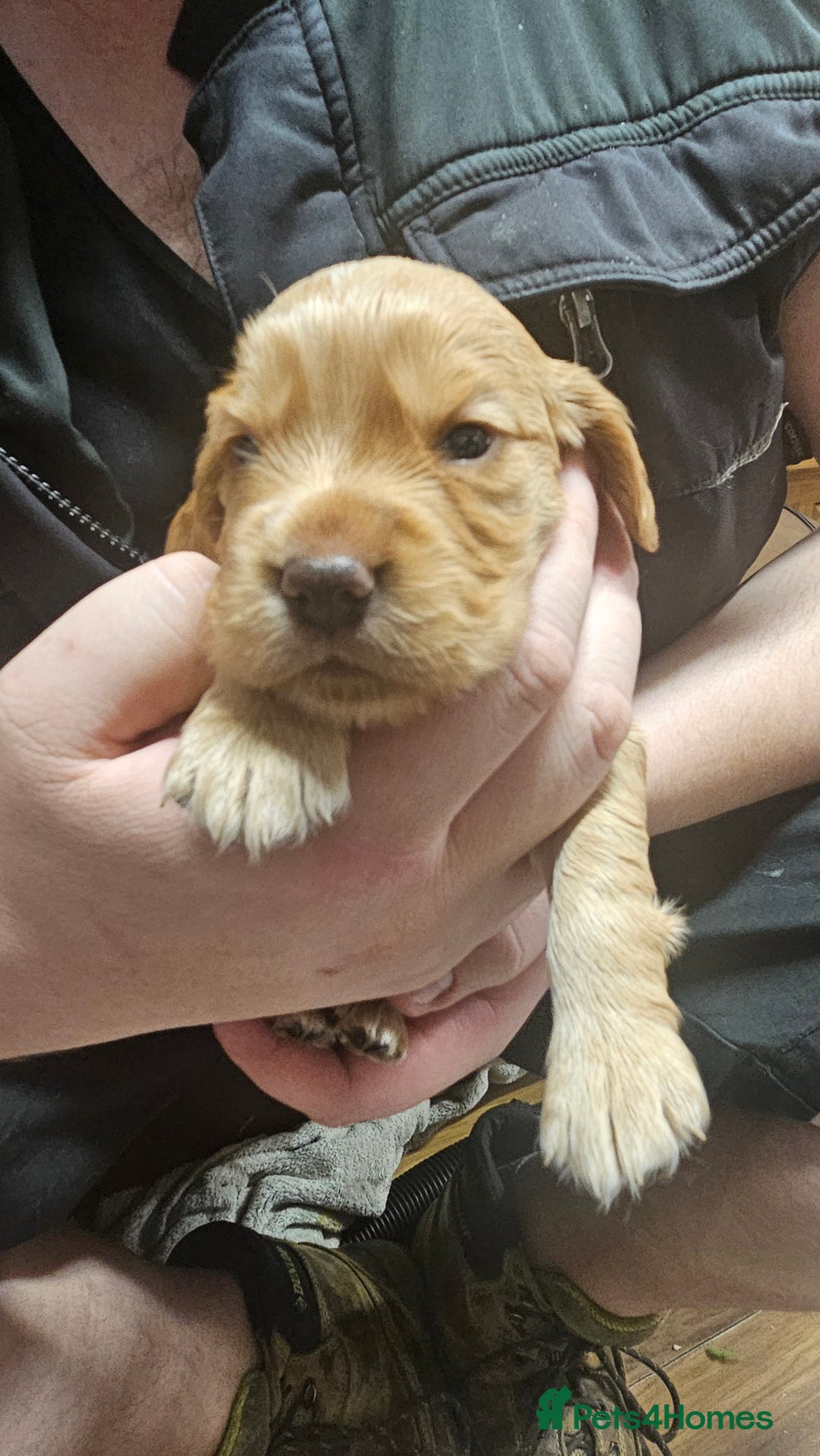 Cocker Spaniel dogs for sale: Beautiful cocker spaniel  - Advert 24