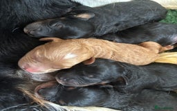 Cavapoo dogs for sale: Extensive health tested f1 cavapoo pups males  - Image 3