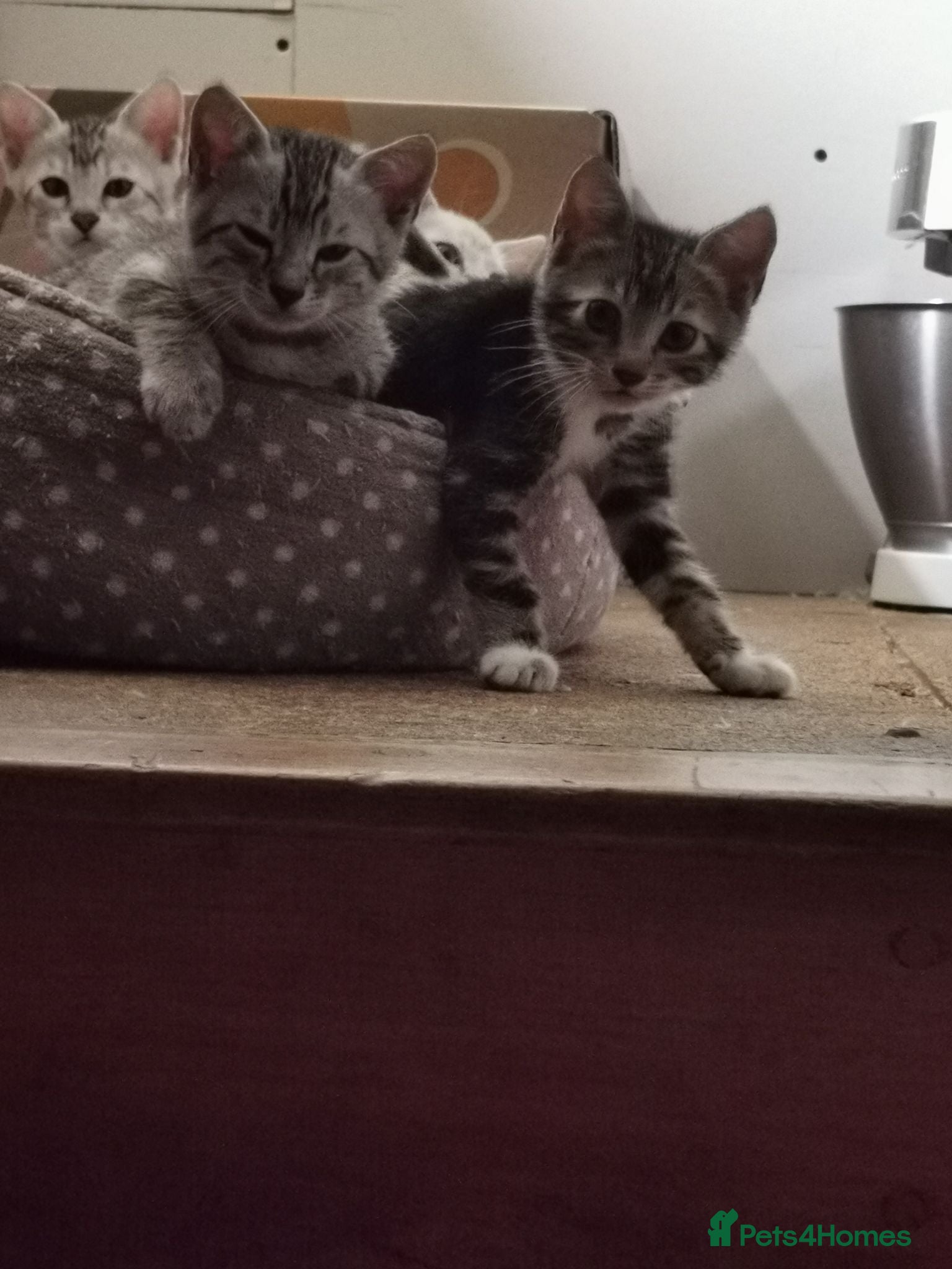 Bengal cats Beautiful Bengal Kittens Snow, Silver and Brown  - Advert 2