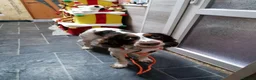 Mixed Breed dogs for adoption: 💙TOMMY THE SPANIEL💙-CLEVER, LOVING SPECIAL BOY  in High Peak - Advert 6