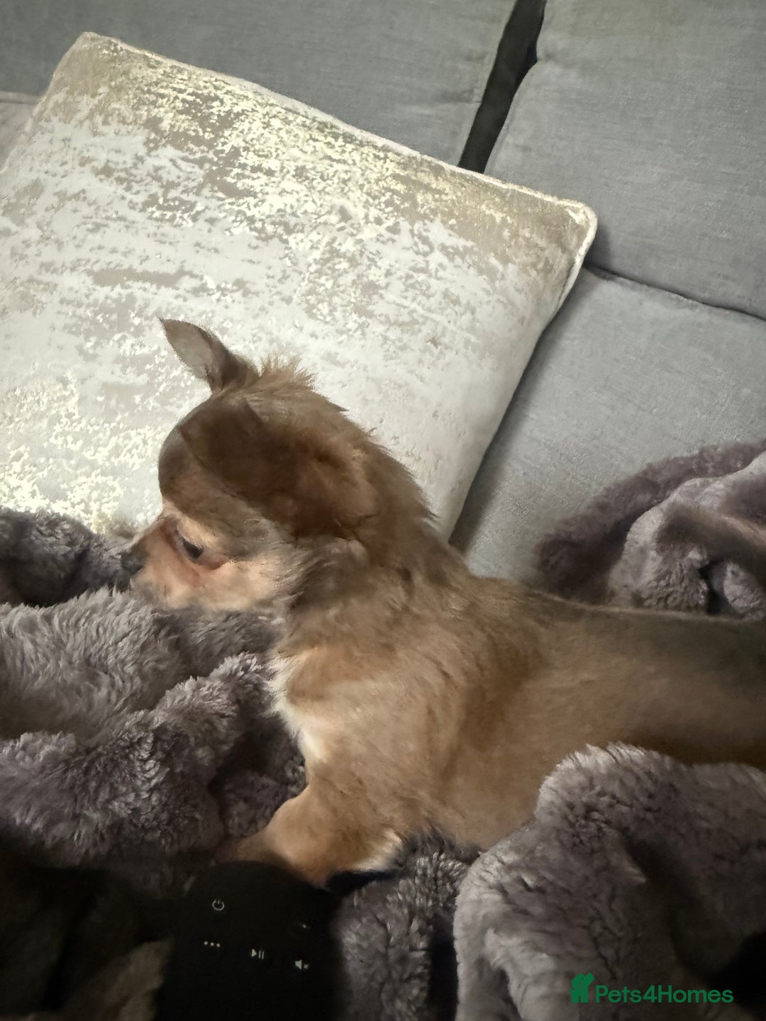 Chihuahua dogs for sale: Female Chihuahua Ready now   - Advert 4