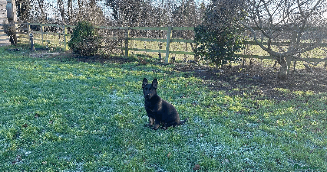 German Shepherd dogs for sale: ONE EXCLUSIVE FEMALE GSD PUP, HOME RARED AND BRED. - Advert 31