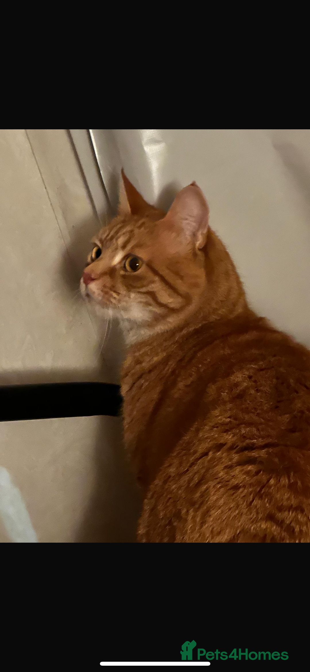 Domestic Shorthair cats for sale: Jasper -  orange baby  - Advert 1