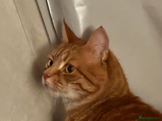 Domestic Shorthair cats Jasper - orange baby - Advert 12