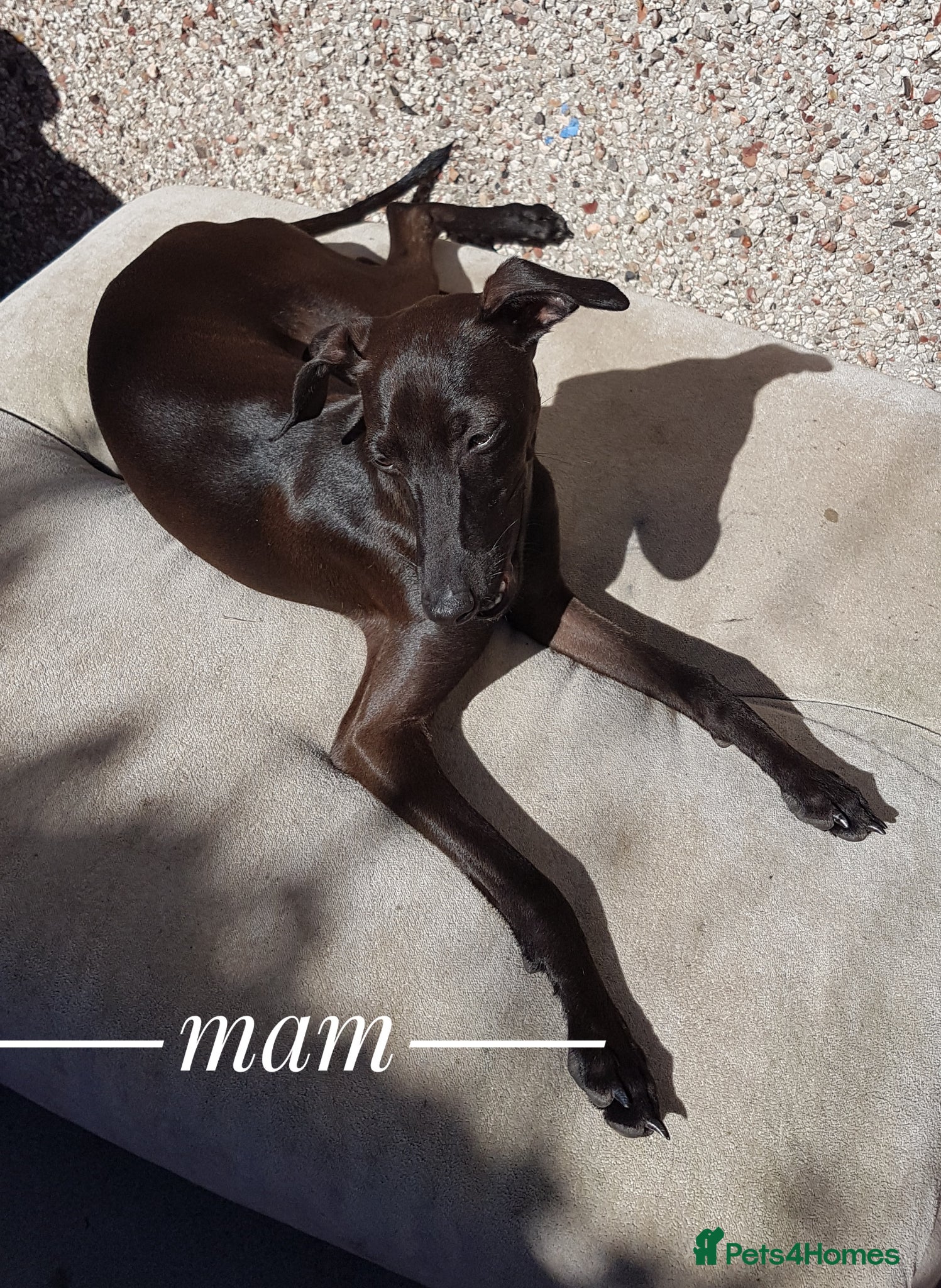 Italian Greyhound dogs Stunning kc Italian greyhounds  - Advert 2