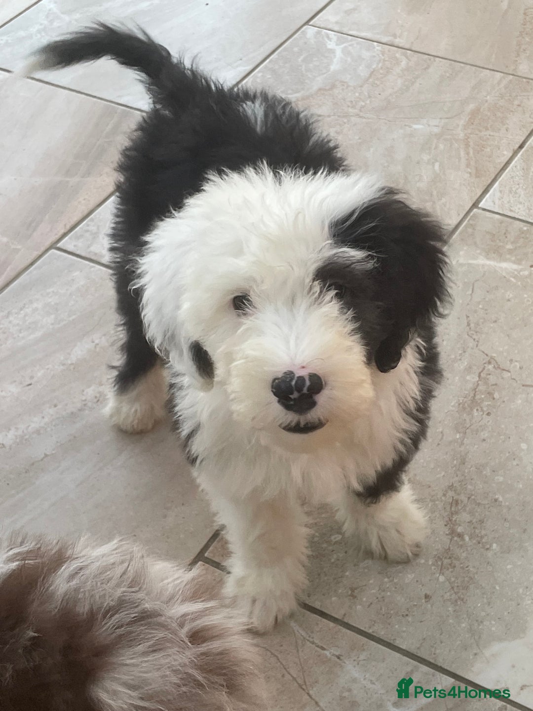Old English Sheepdog dogs for sale: Kc old English sheep dog puppies  - Image 21