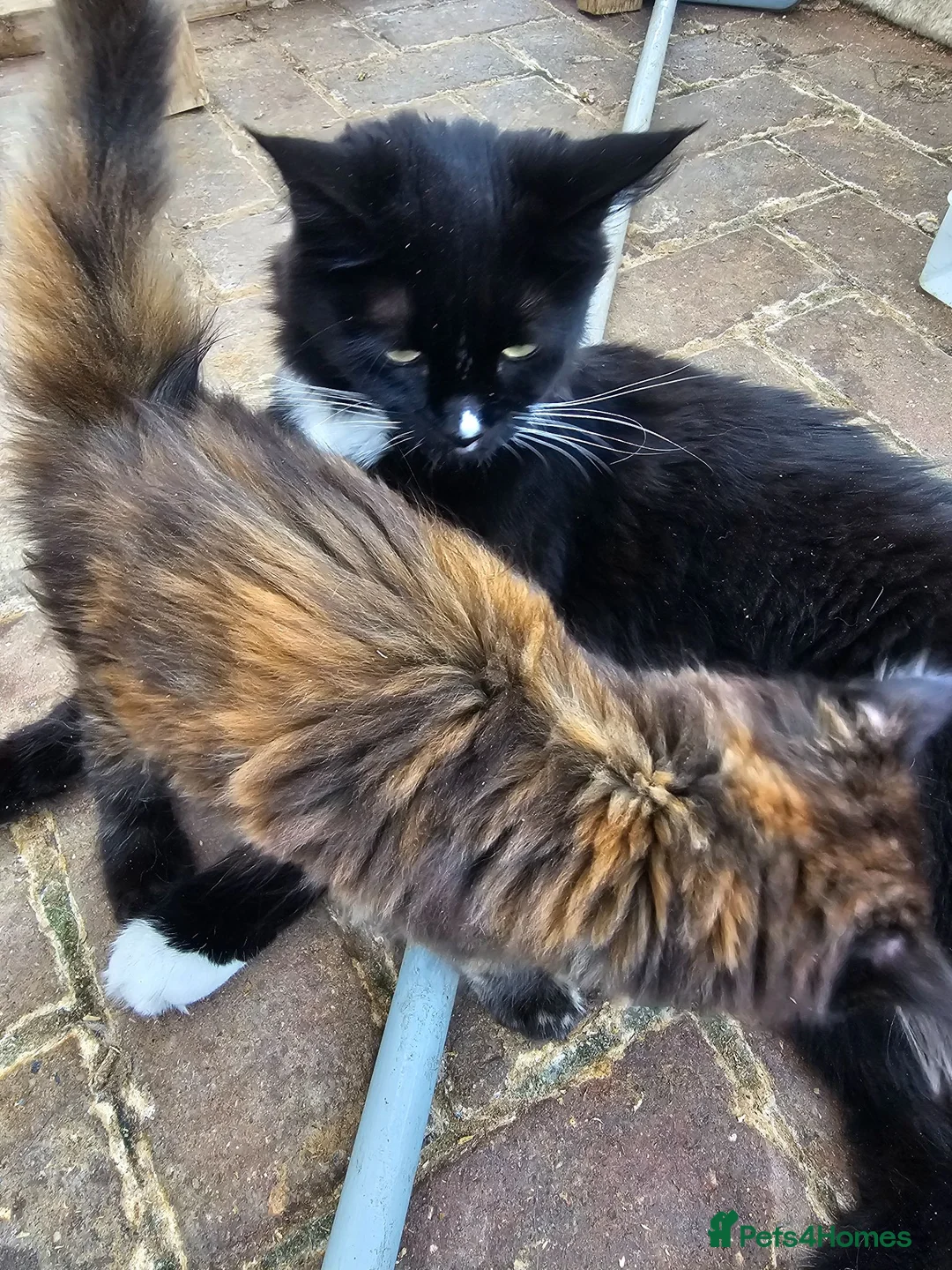 Maine Coon cats for sale: Beautiful Maine Coon Kittens - Advert 1
