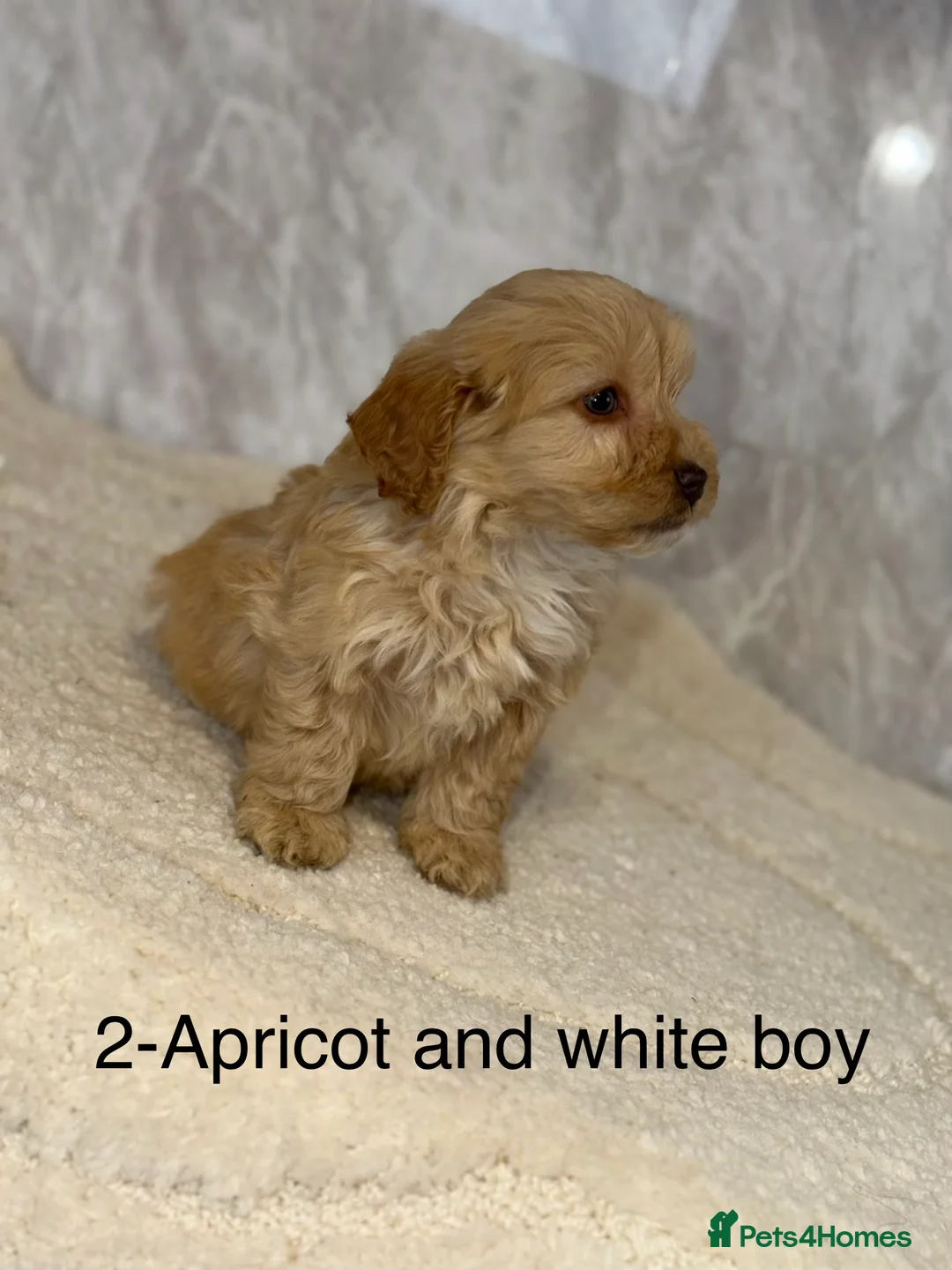 Cockapoo dogs for sale: Stunning F1 Cockapoos - Advert 11