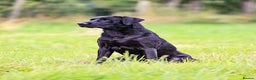 Labrador Retriever dogs for stud: Black labrador stud- FULLY HEALTH TESTED in Leyburn - Advert 16