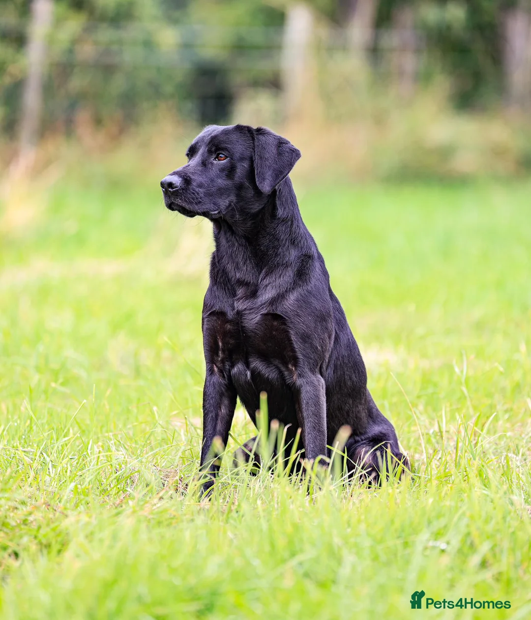 Labrador Retriever dogs for stud: Black labrador stud- FULLY HEALTH TESTED in Leyburn - Advert 16