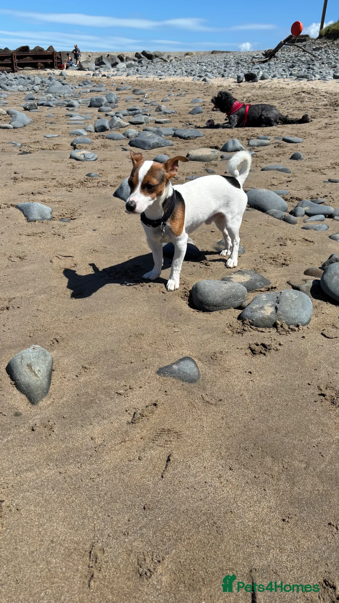 Jack Russell dogs for stud: Purebred Jack Russell Available for Stud - Advert 8