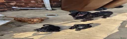Cockapoo dogs for sale: Top quality cockapoo puppies needing loving home.  - Advert 2