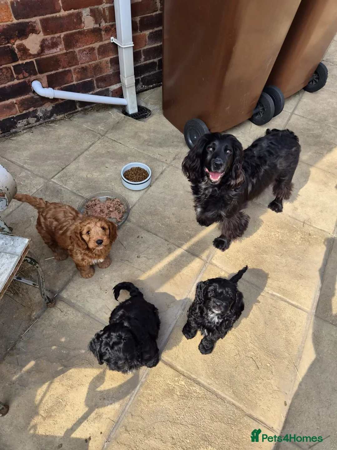 Cockapoo dogs for sale: Top quality cockapoo puppies needing loving home.  - Advert 2