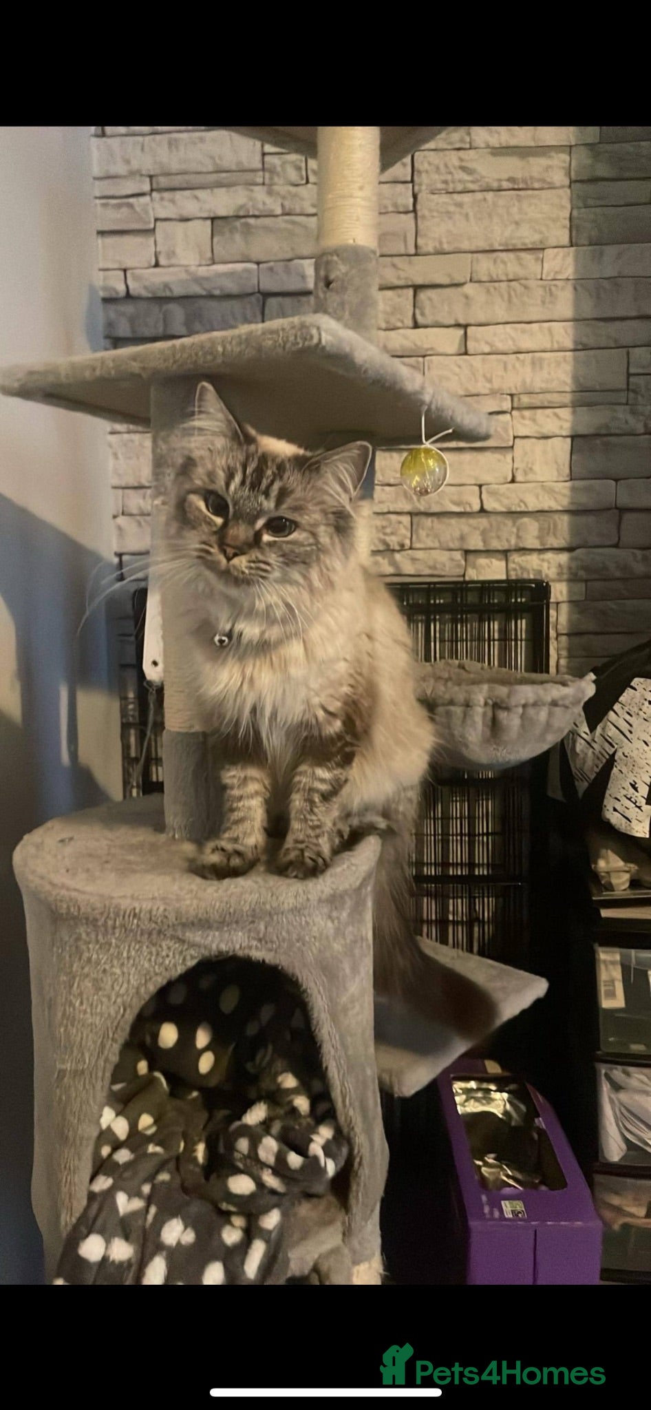 Mixed Breed cats 1 Ragdoll X british short hair and one Mixed Tabby - Advert 1