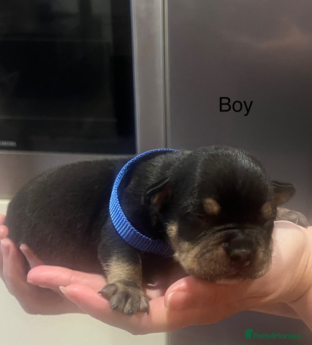 American Bully dogs for sale: ABKC Pocket Bully pups for sale!  - Image 10