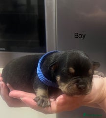 American Bully Puppy 6