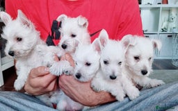West Highland Terrier dogs for sale: TOP QUALITY WESTIE PUPPIES - Image 6