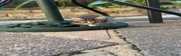 Mixed Breed cats for sale: 6 gorgeous kittens for sale - Advert 25