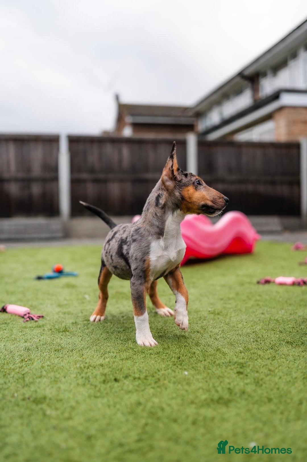 Miniature Bull terrier dogs for sale: Exotic 🎨 Miniature 🧬 Bullterrier Puppies 🐶 - Advert 11